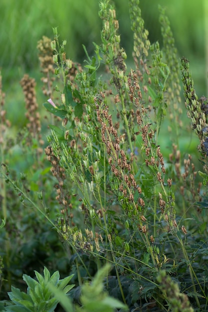 Фото Концепция земледелия delphinium сушеный рапс delphinium растение выращивается и выращивается на зерно