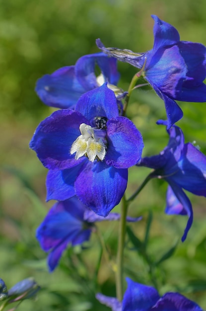 Delphinium blauw groeit in de tuin Dubbele blauwe bloem delphinium collectie
