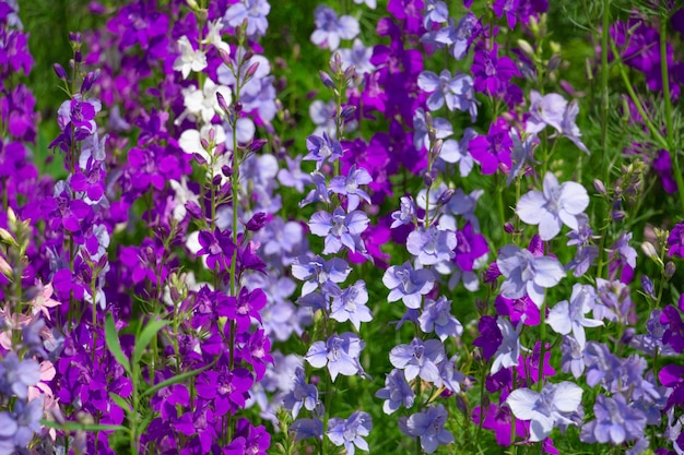 Delphinium bloeit in de tuin helderblauwe paarse bloemen