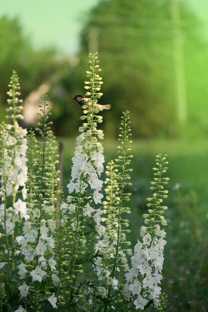 Delphinium bloeit plantengroei in biologische kastuin Veld met prachtige bloemen Witte delphinium bloeit in biologische tuin