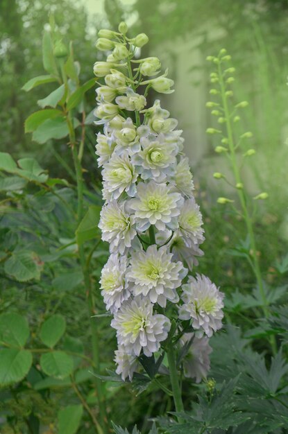 Delphinium bloem Ochtend Zonsopgang in de tuin