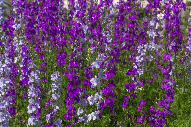 Delphinium blooms in the garden bright blue purple flowers