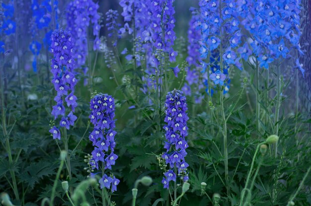 Delphinium blue groeit in de tuin Dubbele delphinium blue bloem Delphinium Blue Dawn