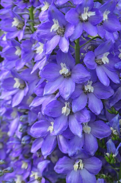 Delphinium blue grows in the garden Double blue flower delphinium collection