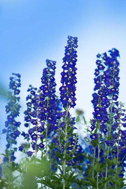 Il blu delphinium cresce nel giardino doppio fiore blu delphinium delphinium blue dawn