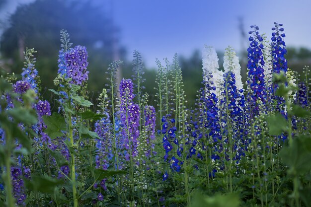 Delphinium blue는 정원에서 자랍니다. 두 배 delphinium 푸른 꽃. Delphinium Blue Dawn