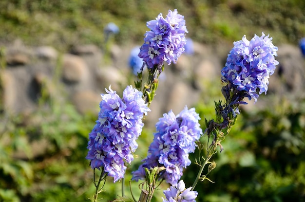 Delphinium 캔들 Delphinium English Larkspur Tall Larkspur