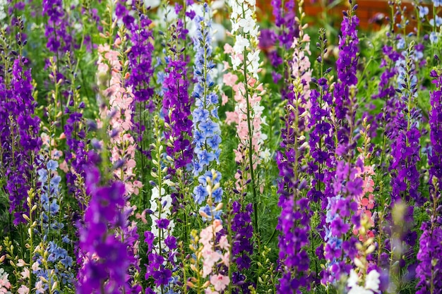 Delphinium elatum은 배경 여러 가지 빛깔의 larkspur 꽃 delphinium putple 블루 핑크를 닫습니다.