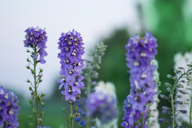 デルフィニウムの花が咲く美しいラークスパーが咲くキャンドルラークスパー植物とぼやけた背景に花が咲く