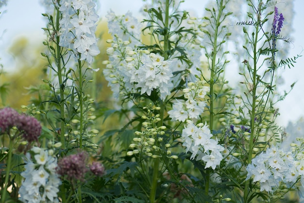 庭で育つデルフィニウムの花の植物フィールド上の自然の美しい花の新鮮な束デルフィニウムの白い花が咲く花