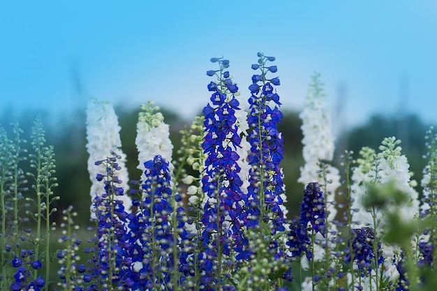 庭のデルフィニウム素敵な自然の背景として青いデルフィニウムの花