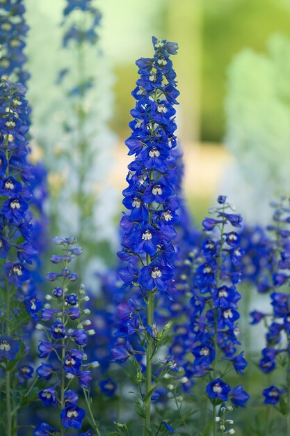 정원의 Delphinium. 델피 늄 저 혼합