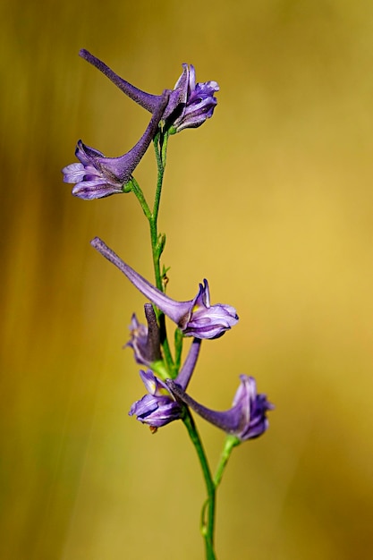 Delphinium gracile - Larkspur, is a phanerogamic herb of the buttercup family. 