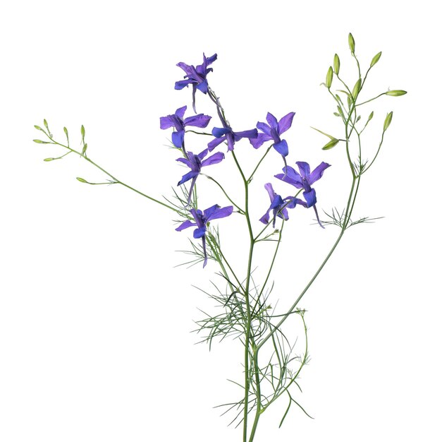 흰색 배경에 고립 된 Delphinium grandiflorum 꽃 블루 larkspur 꽃