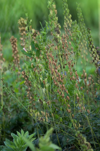 Delphinium landbouwconcept Delphinium gedroogde koolzaad Plant wordt gekweekt en gekweekt voor granen