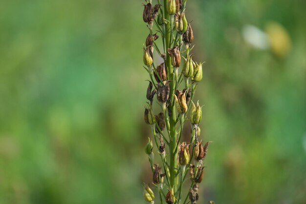 Delphinium veld naar productie zaadindustrie Delphinium zaden van bloemen Biologische aanplant in het veld Planten worden gekweekt uit zaden