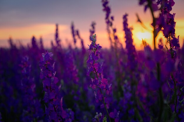 Foto delphinium zonsondergang veld prachtige zomer paarse bloemen kleurrijke achtergrond in de stralen