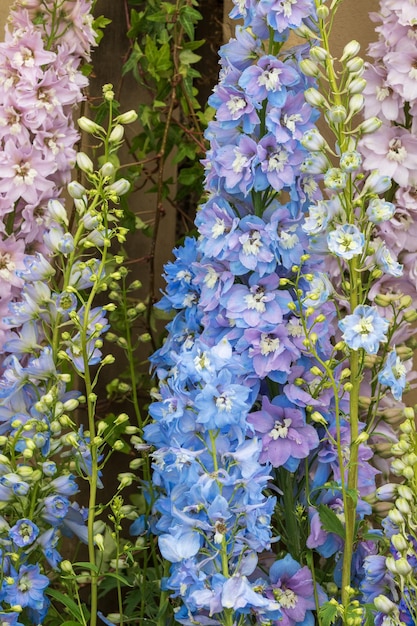 Delphinium