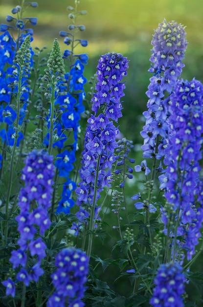 Delphiniumblauw groeit in de tuin Dubbele delphiniumblauwe bloem Blauwe delphiniums Lincolnshire