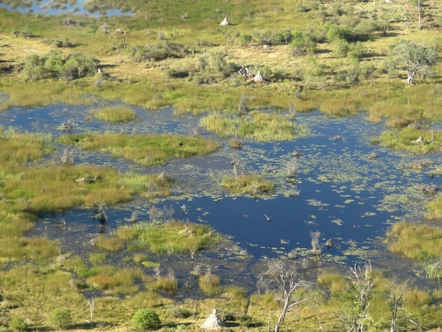 Delta van de Okavango