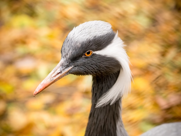 Demoiselle Crane (Grus virgo). Close up