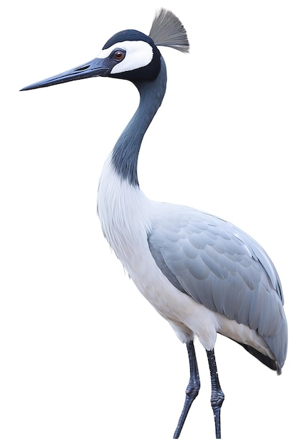 Demoiselle Crane