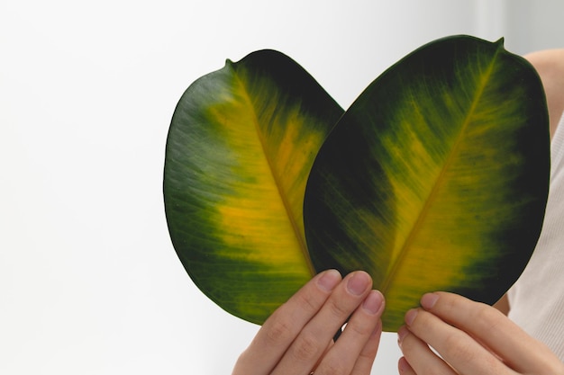 Demonstration of rubber fig yellow fallen leaves