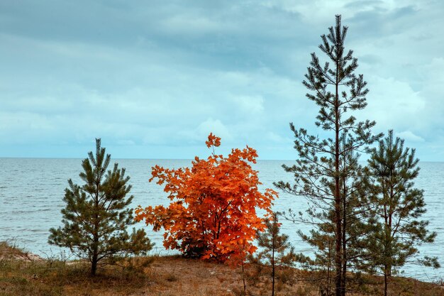 Foto den en rode esdoorn aan de oever van de oostzee herfstlandschap