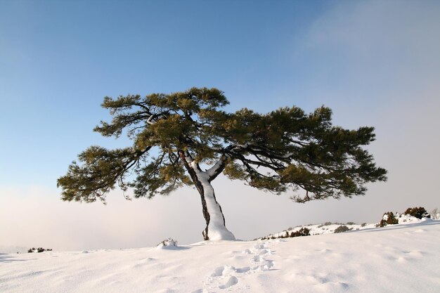 Den in de winter bedekt met sneeuw