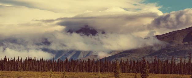 Denali highway