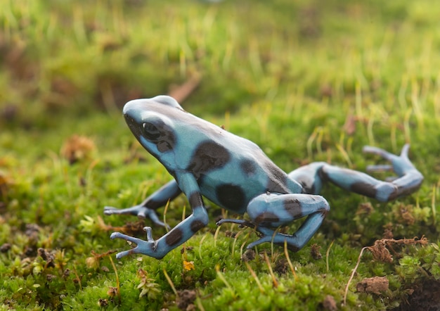 Dendrobates 오라 투스 셀레스트