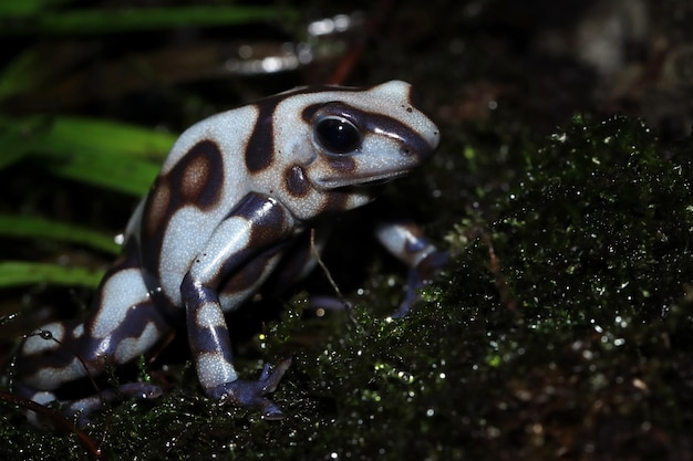 Dendrobates auratus Pena Blanca крупным планом, вид сбоку