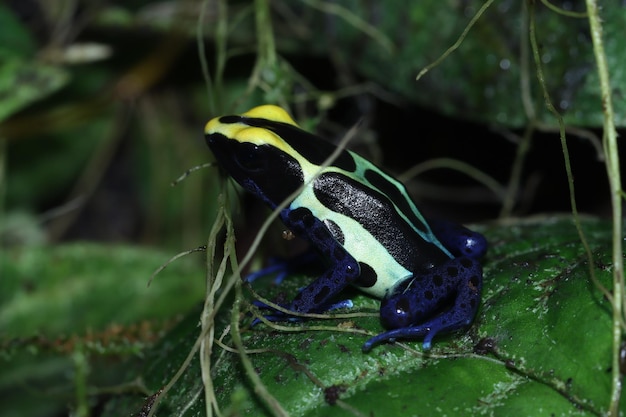 Dendrobates tinctorius robertus close-up op mos