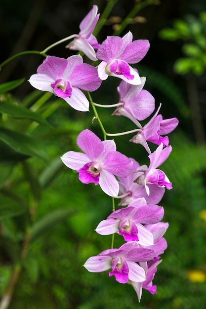 Dendrobium Ali Bongo Ondimba'Sylvia '（Dendrobium Masako Kotaishi Hidenka x Dendrobium williamsianum）