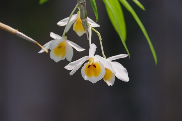 Dendrobium bensoniae 난초 꽃은 식물원에 있는 아름다운 흰색 난초에 가깝습니다.