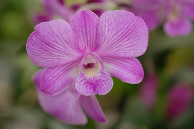 Dendrobium bigibbum. 쿡타운 난초, 자주색 나비 난초는 착생 또는 암석 난초입니다.