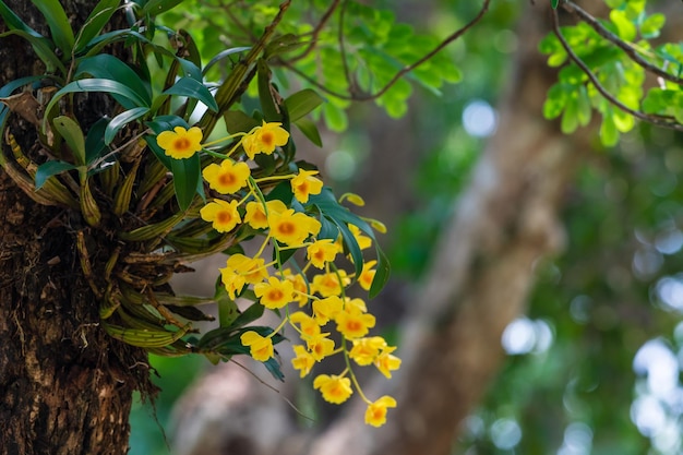 Foto dendrobium chrysotoxum lindl orchidaceae gebakken ei orchidee dai orchid op boom in de natuur