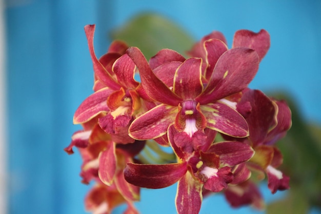 Dendrobium elder orchid brown and in bloom