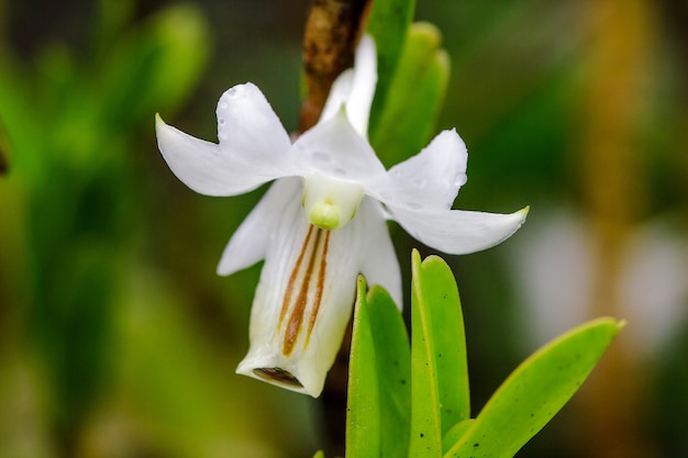 마른 상록수 숲에서 발견되는 Dendrobium ellipsophyllum, 하얀 꽃잎