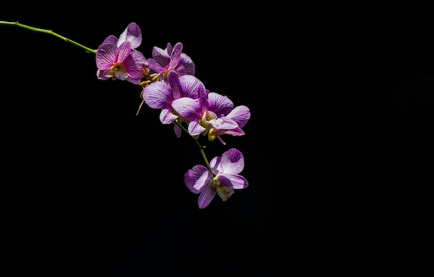 Dendrobium enobi orchid in shallow focus