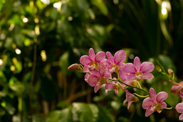 Dendrobium enobi orchid in shallow focus