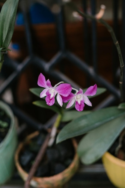 Photo dendrobium kingianum is usually a lithophyte but is occasionally an epiphytic