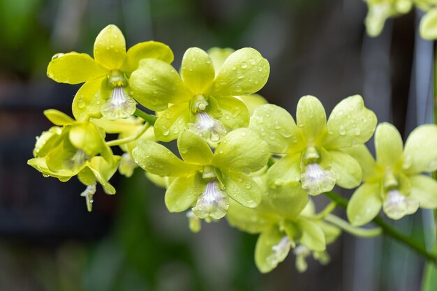 春に咲くデンドロビウム蘭の花 自然の美しさを飾る トロピカルガーデンに飾られた珍しい野生の蘭