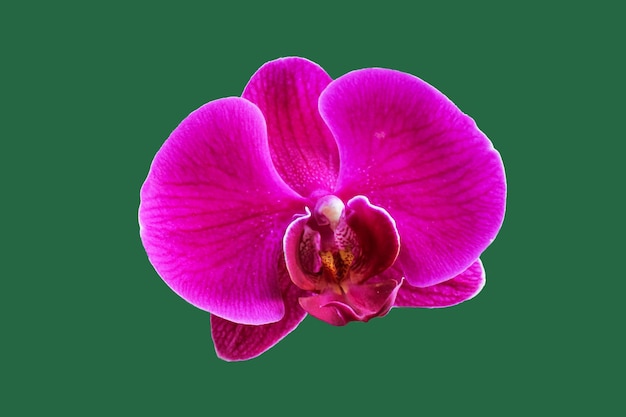 Цветок орхидеи дендробиум с великолепными розовыми и фиолетовыми лепестками на зеленом фоне