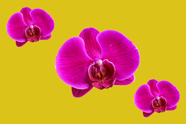 Dendrobium orchid flower with glorious pink and purple petals with yellow background