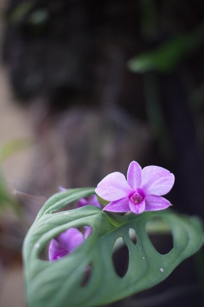 Dendrobium orchid plant in purple flower