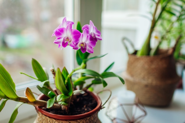 Dendrobium orchid on window sill