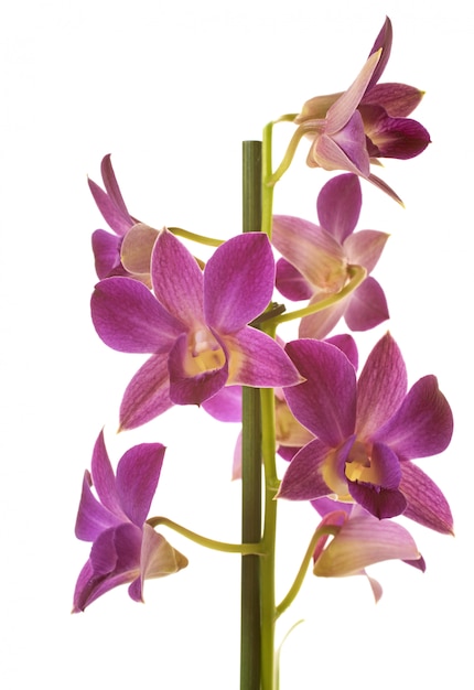 Дендробиум орхидей в студию