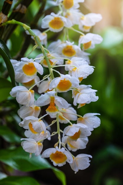 Photo dendrobium thyrsiflorum flowers