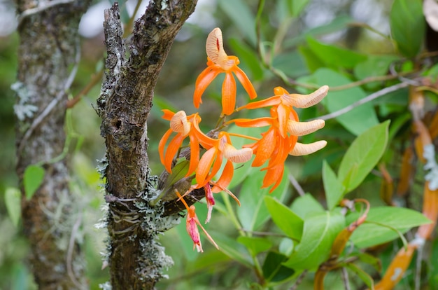 태국에서 dendrobium unicum 야생 난초